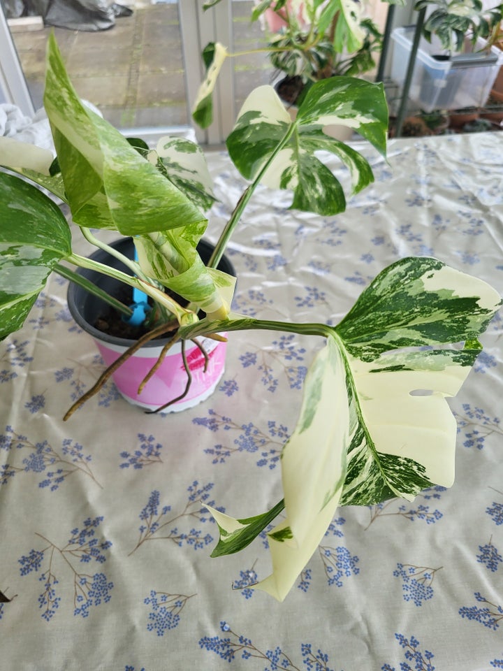 Monstera albo variegata / broget