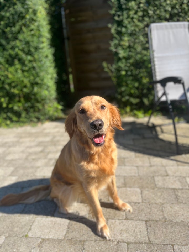 Golden Retriever, hund, 2 år