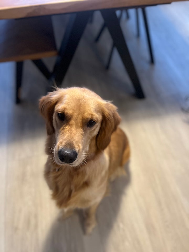 Golden Retriever, hund, 2 år