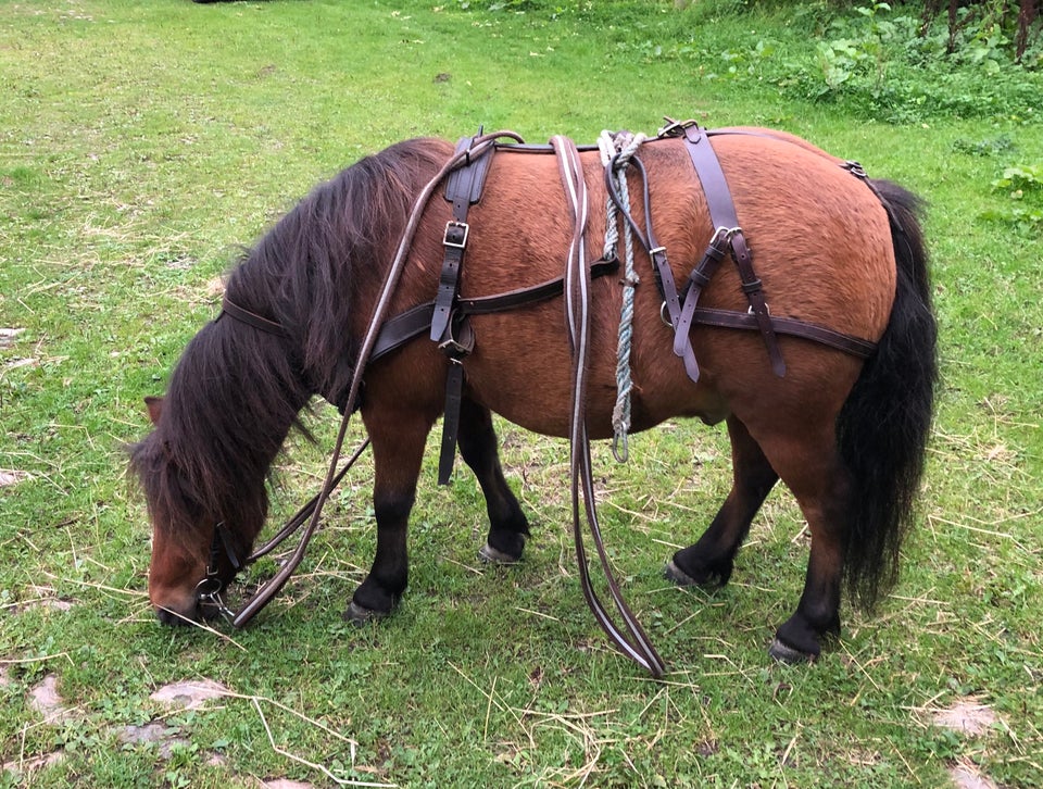 Blanding vallak 7 år