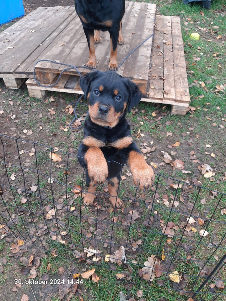 Rottweiler Rottweiler, hvalpe, 11