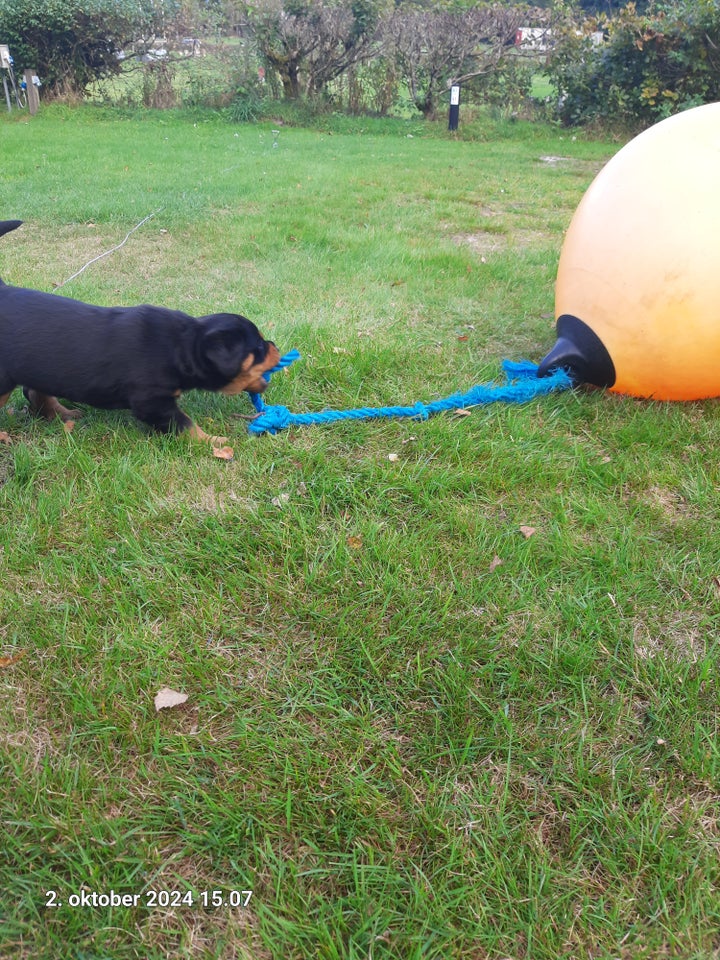 Rottweiler Rottweiler, hvalpe, 11