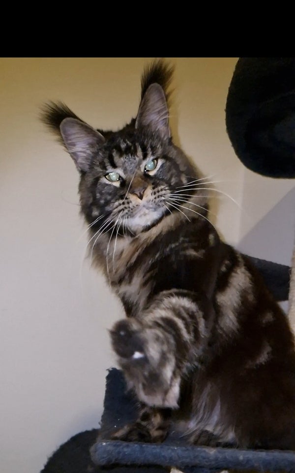 Maine Coon pige.