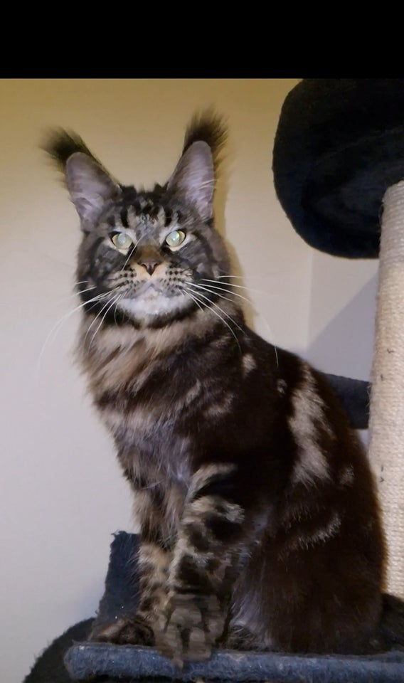 Maine Coon pige.