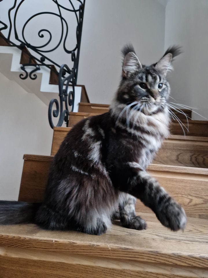 Maine Coon pige.