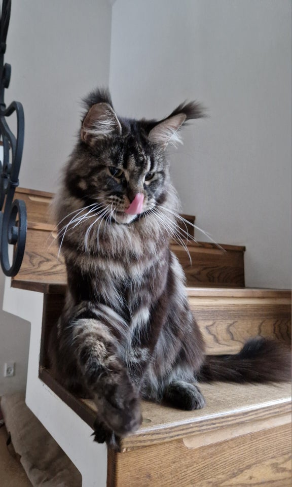 Maine Coon pige.