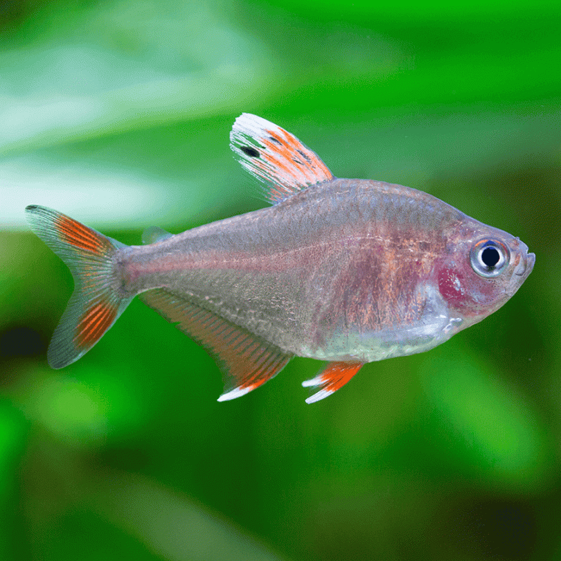 Rosy tetra, 10 stk.