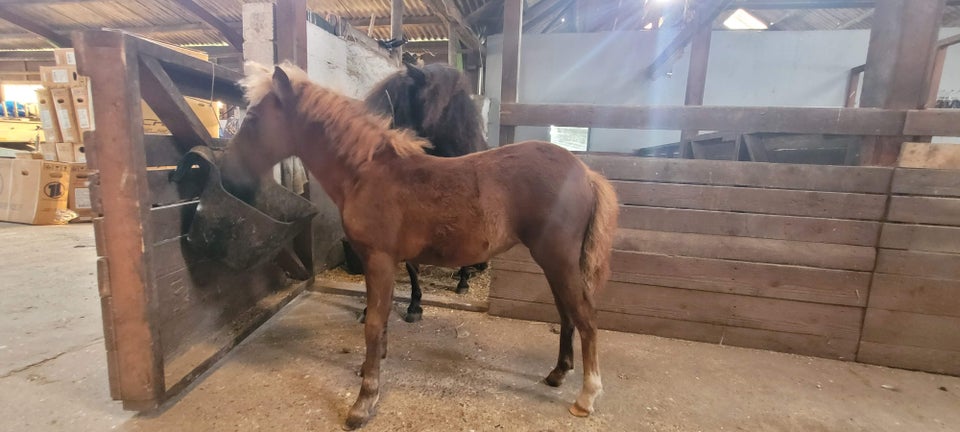 Knabstrupper, hoppe, 1 år