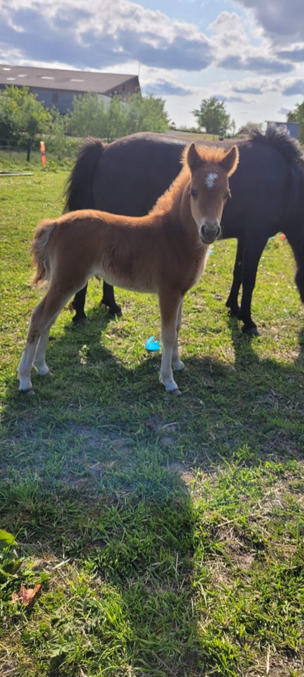 Knabstrupper, hoppe, 1 år