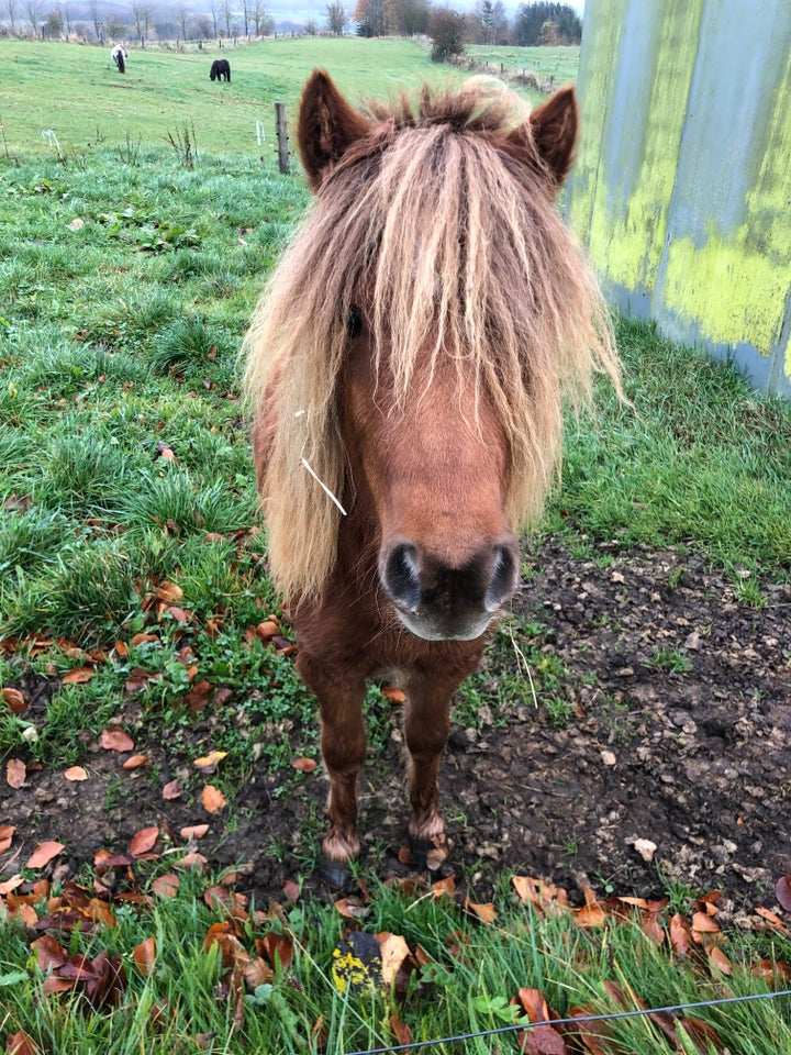 Knabstrupper, hoppe, 1 år