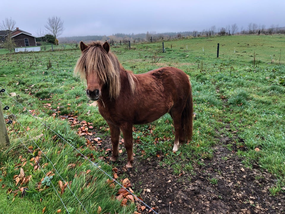 Knabstrupper, hoppe, 1 år