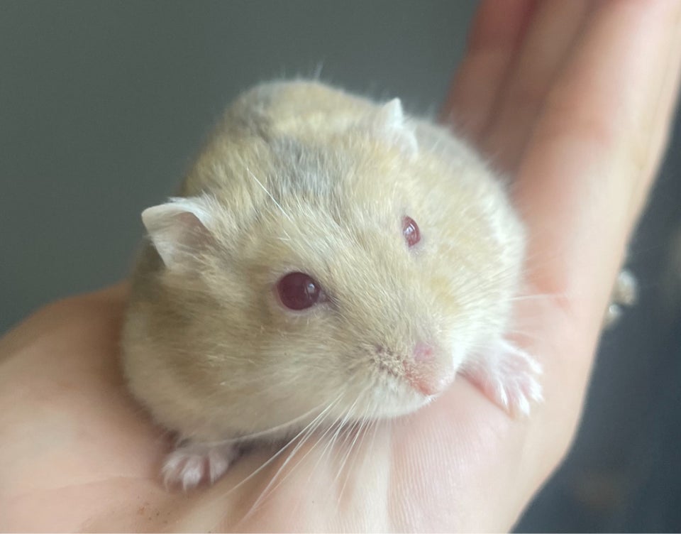 Hamster Dværghamster  0 år