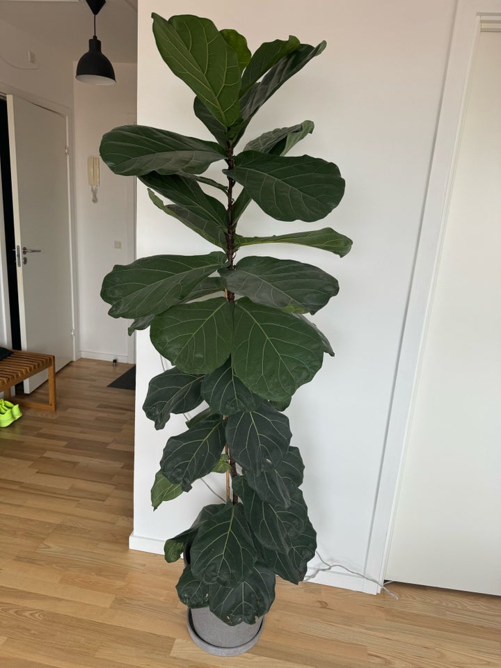 Plante violinfigen ficus lyrata