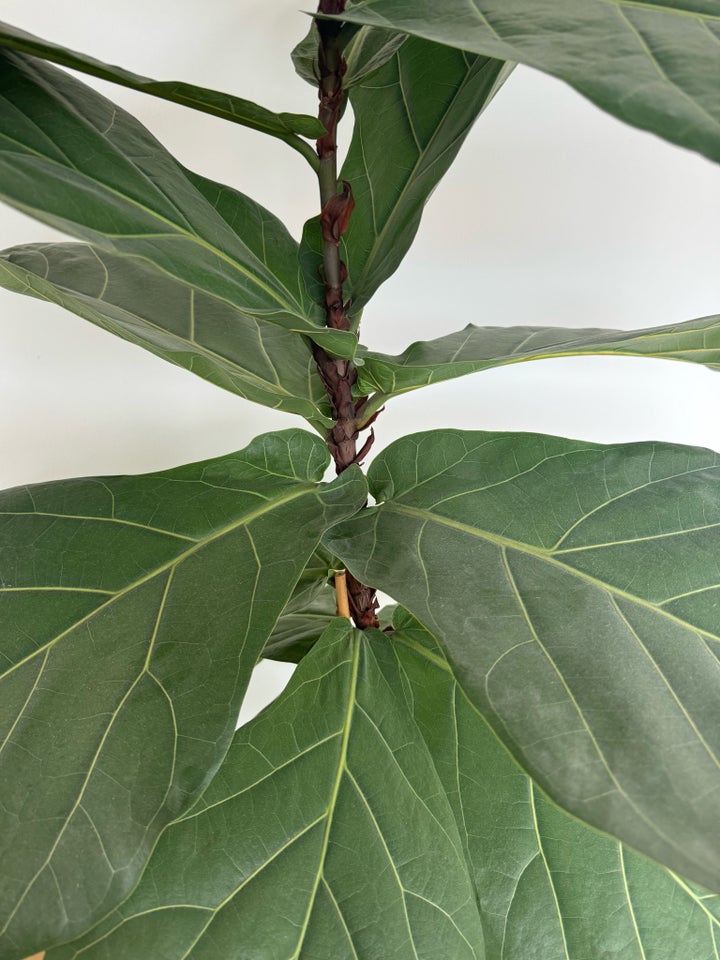 Plante violinfigen ficus lyrata