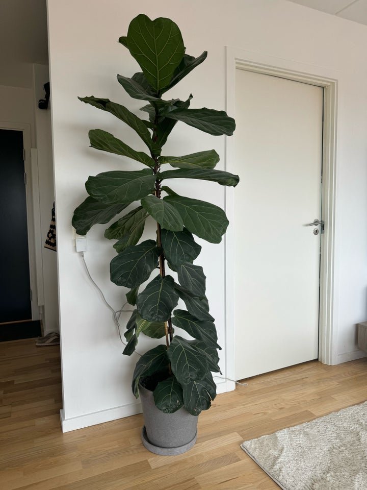 Plante violinfigen ficus lyrata