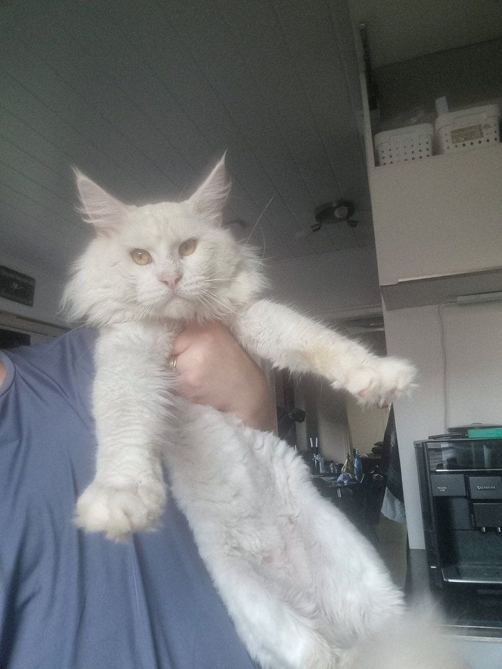 Maine Coon, hankilling, 2 år