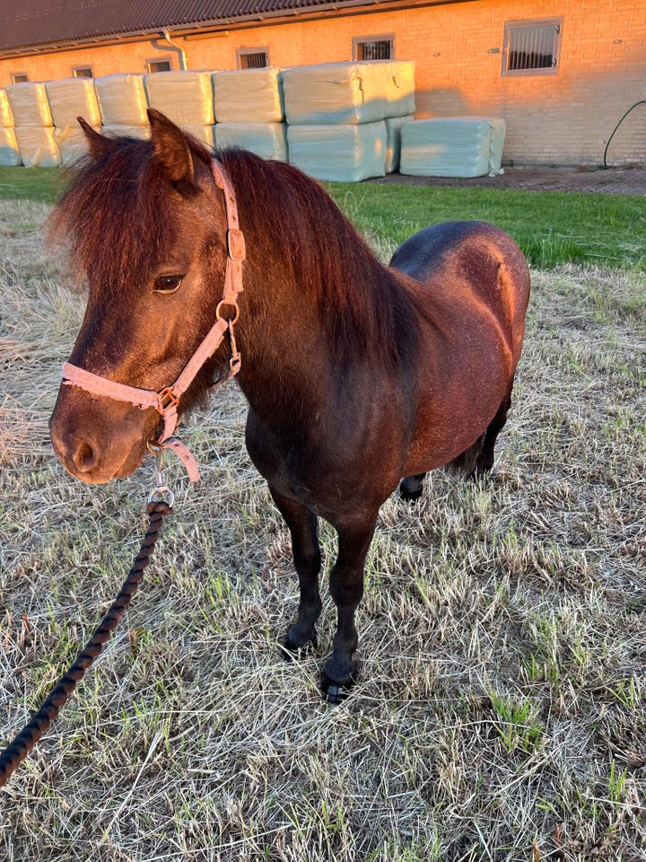 Shetlandspony hingst 2 år