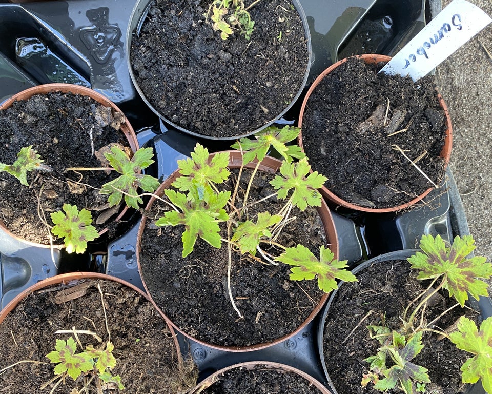 Geranium Phaeum Storkenæb i