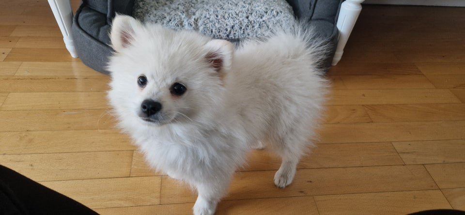 Pomeranian hvalpe 4 mdr