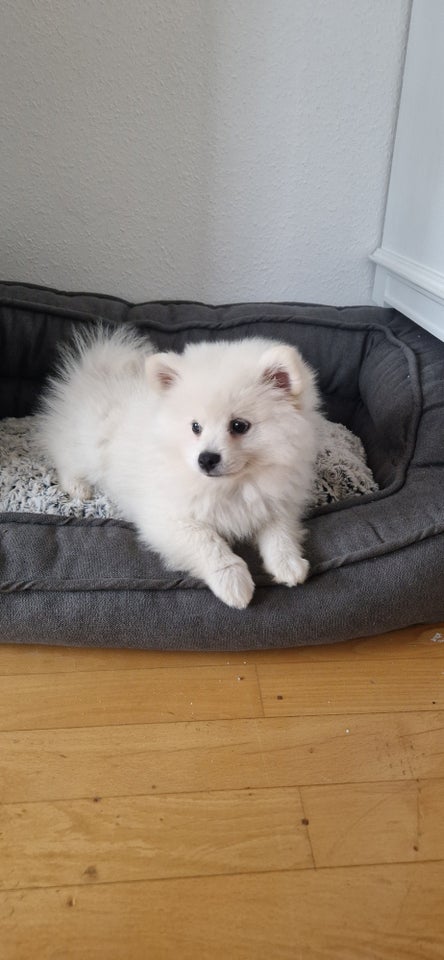 Pomeranian hvalpe 4 mdr