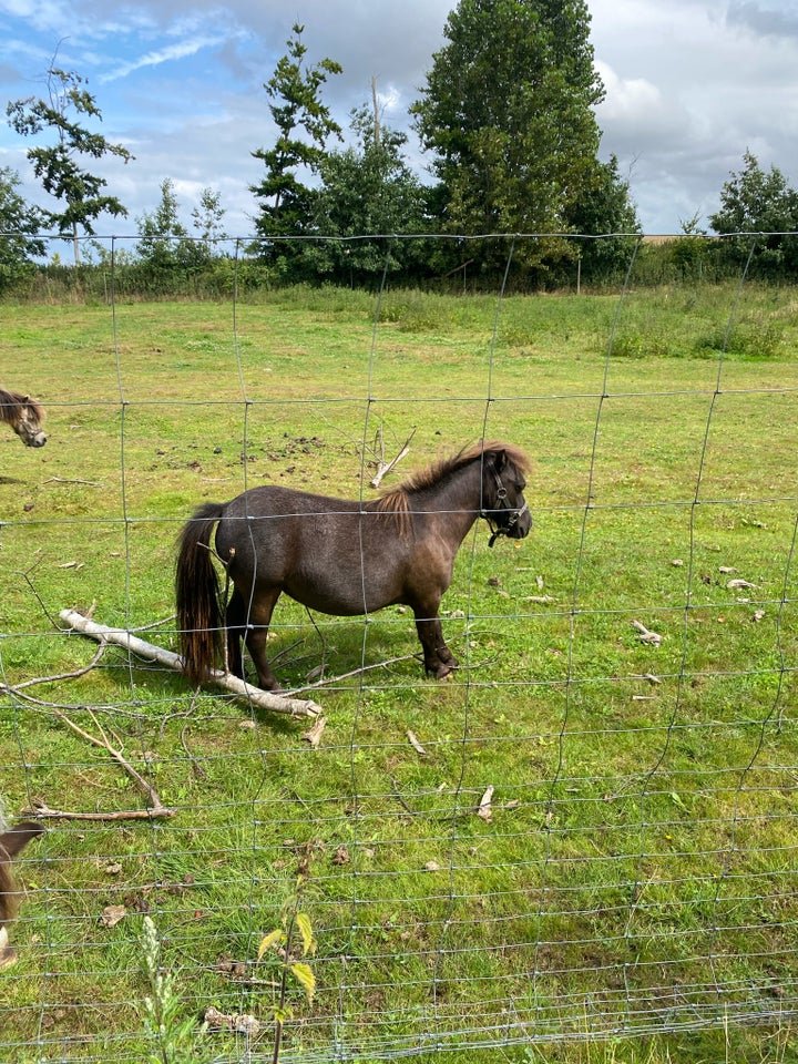 Miniature, hoppe, 1 år