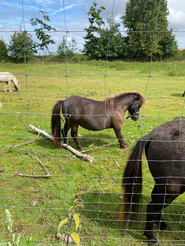 Miniature, hoppe, 1 år