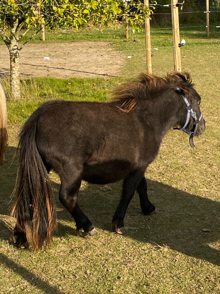 Miniature, hoppe, 1 år