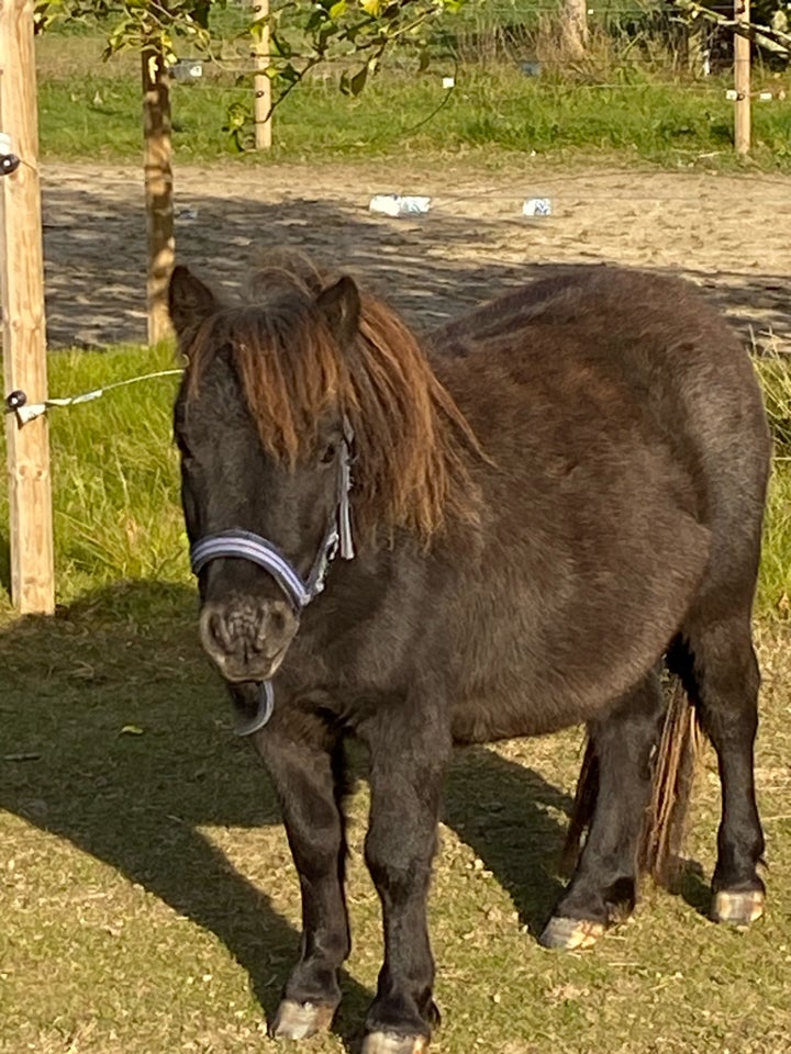 Miniature, hoppe, 1 år