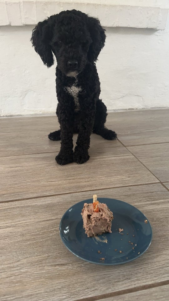 Cockapoo hund 12 mdr