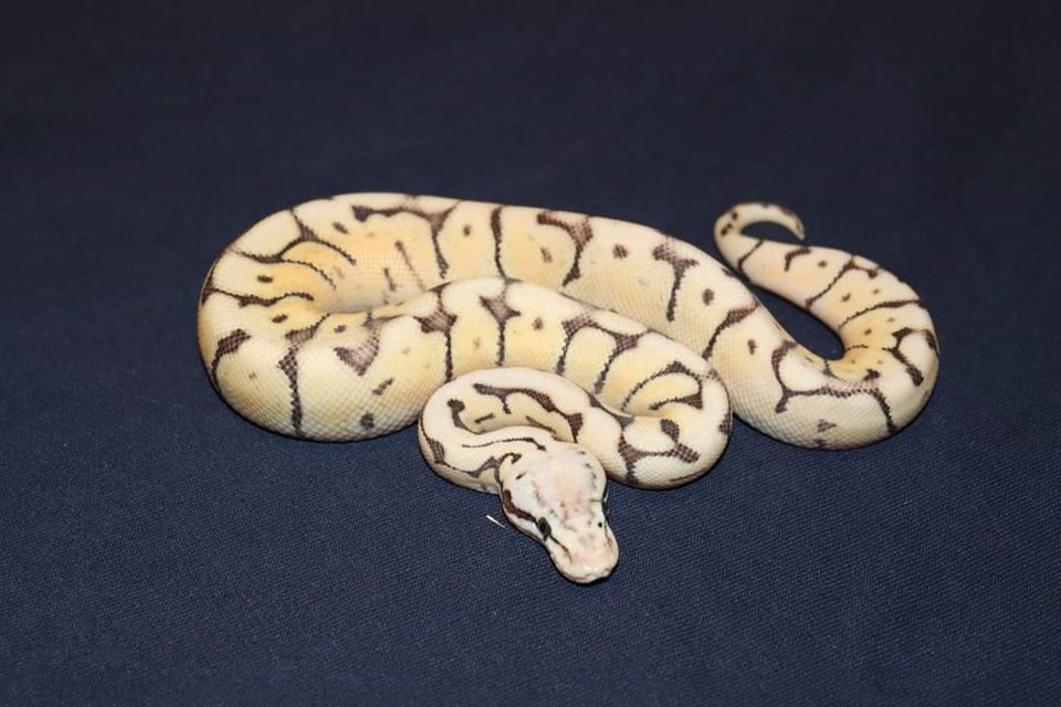 Slange, Konge Python