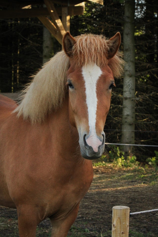 Islænder hoppe 4 år