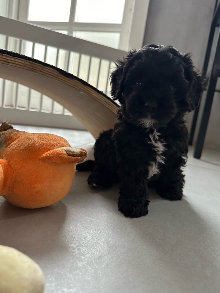 Cavapoo-hvalp efter DKK-for...