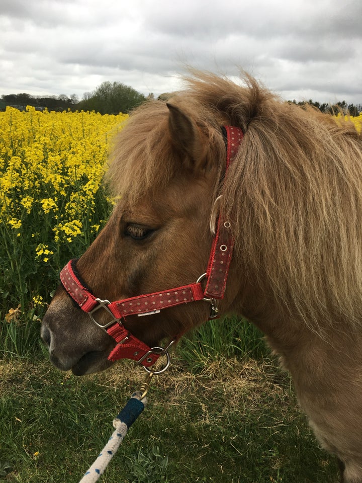 Shetlandspony vallak 11 år