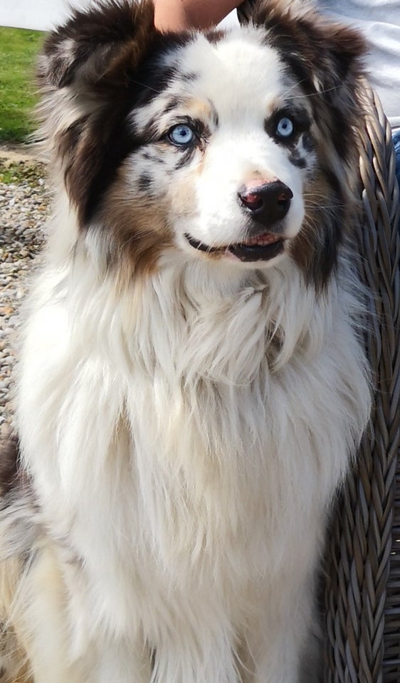 Australian shepherd hvalpe