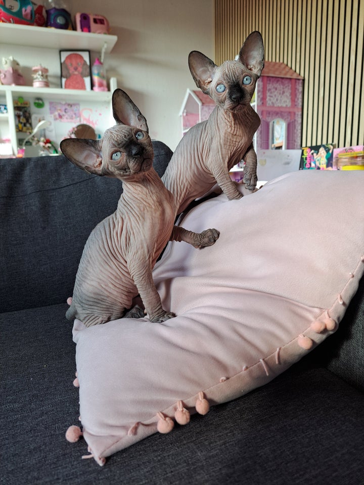 Sphynx hankilling 12 uger