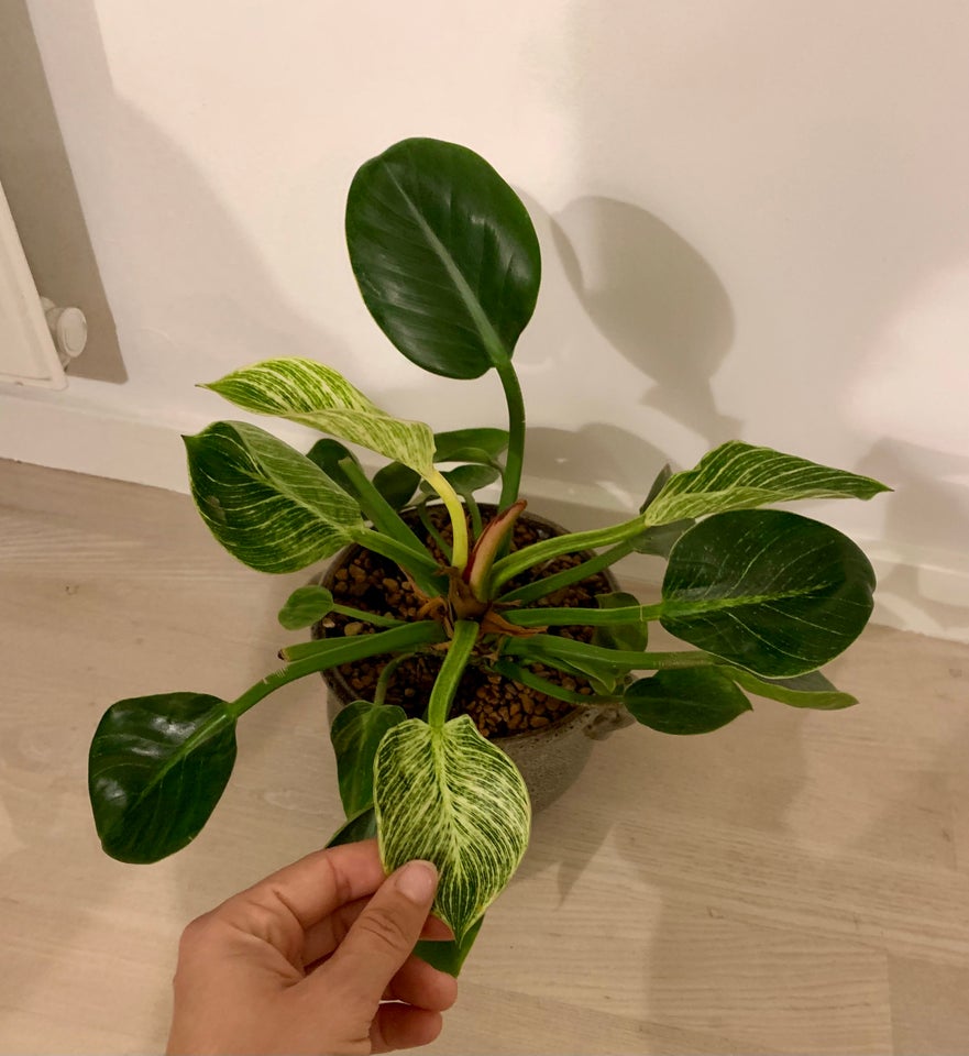 Philodendron Birkin med potte,