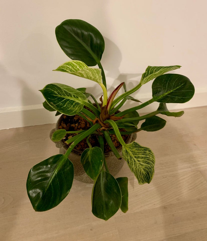 Philodendron Birkin med potte,