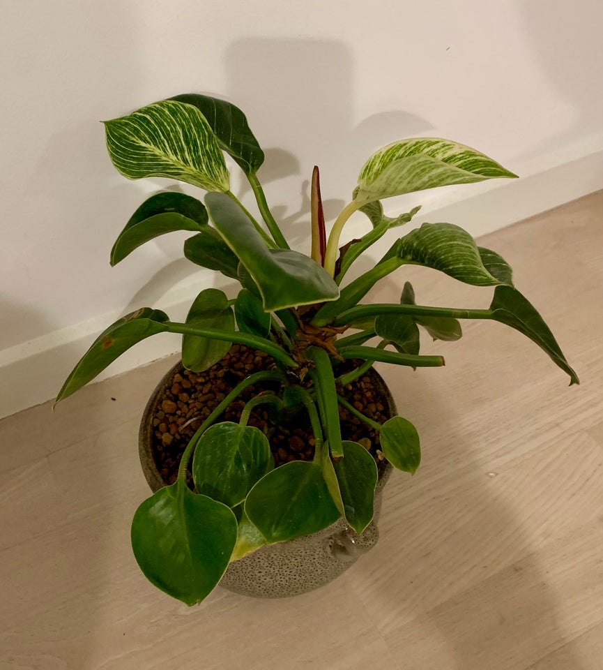 Philodendron Birkin med potte,