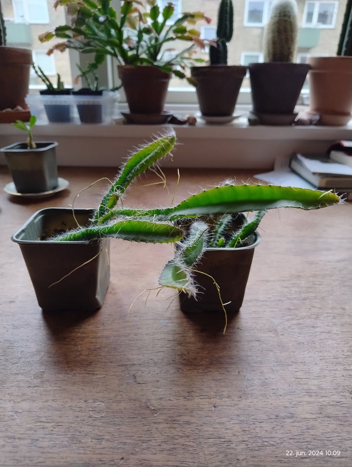 Kaktus Dragefrugt Selenicereus