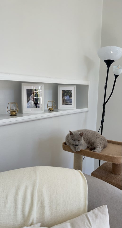 British Shorthair hunkat 2 år