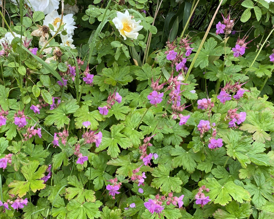 Geranium Macrorrhizum , Storrodet