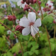 Geranium Macrorrhizum , Storrodet