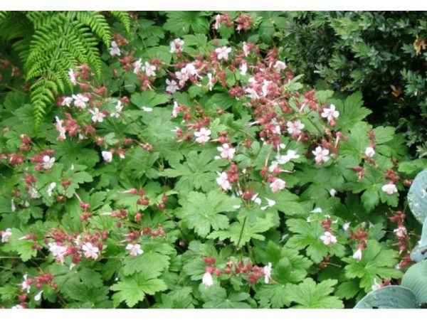 Geranium Macrorrhizum , Storrodet