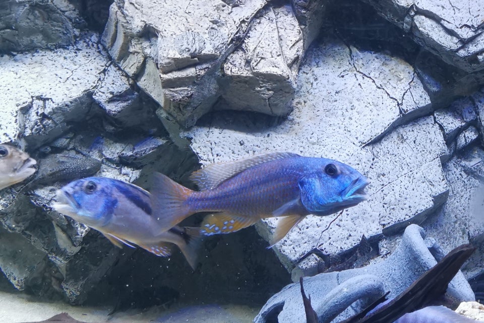 Aristochromis christyi cichlid, 5