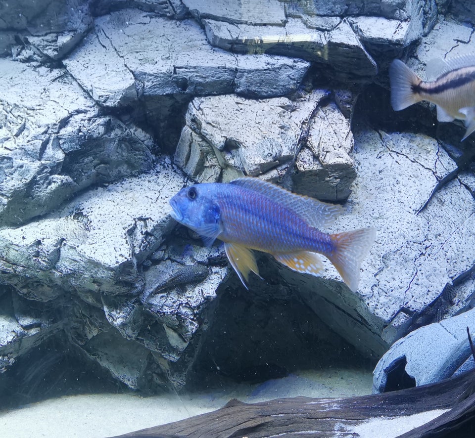 Aristochromis christyi cichlid, 5