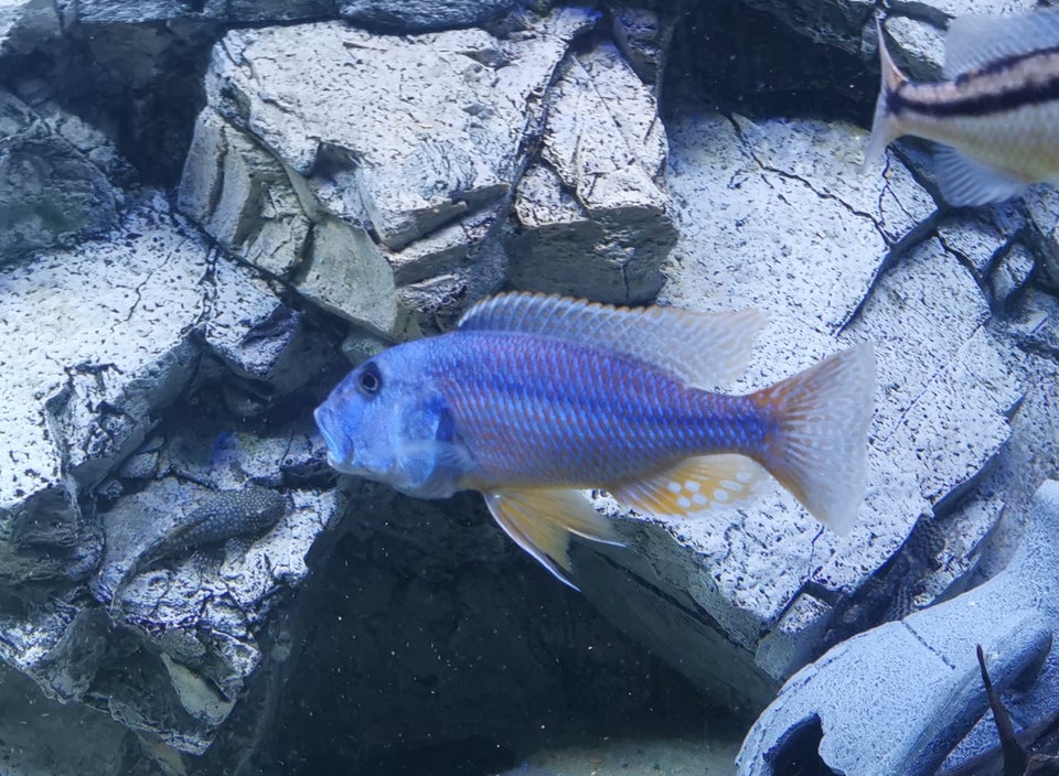 Aristochromis christyi cichlid, 5