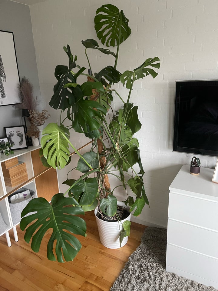 Retroplante, Monstera Deliciosa