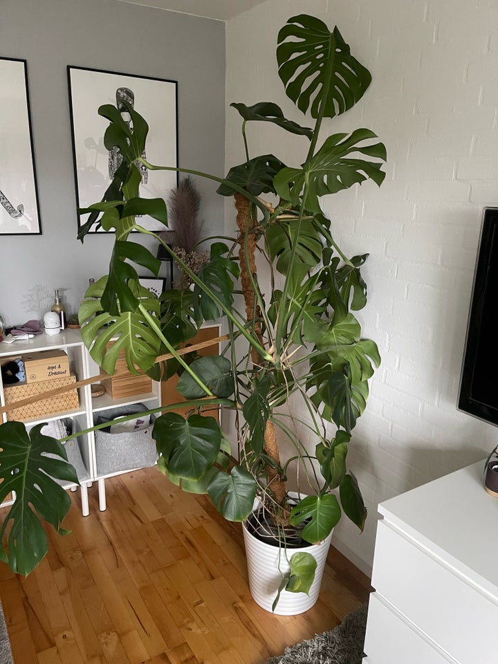 Retroplante, Monstera Deliciosa