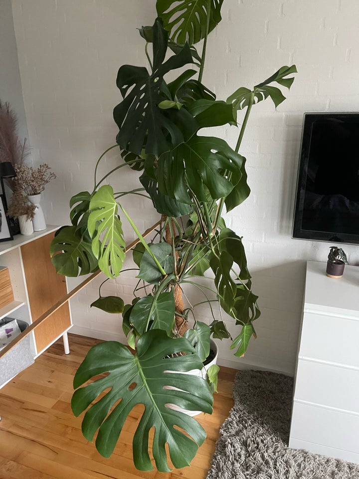 Retroplante, Monstera Deliciosa