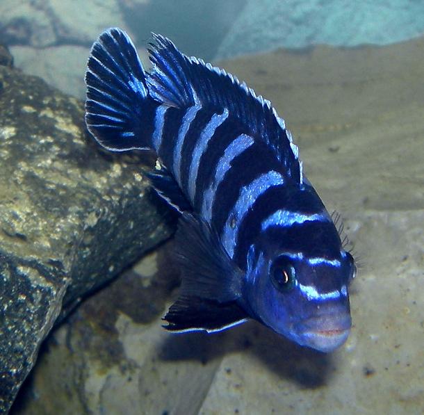 Pseudotropheus saulosi  10 + stk